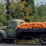 Pumpkintruck Me&moore Trimmed Rex