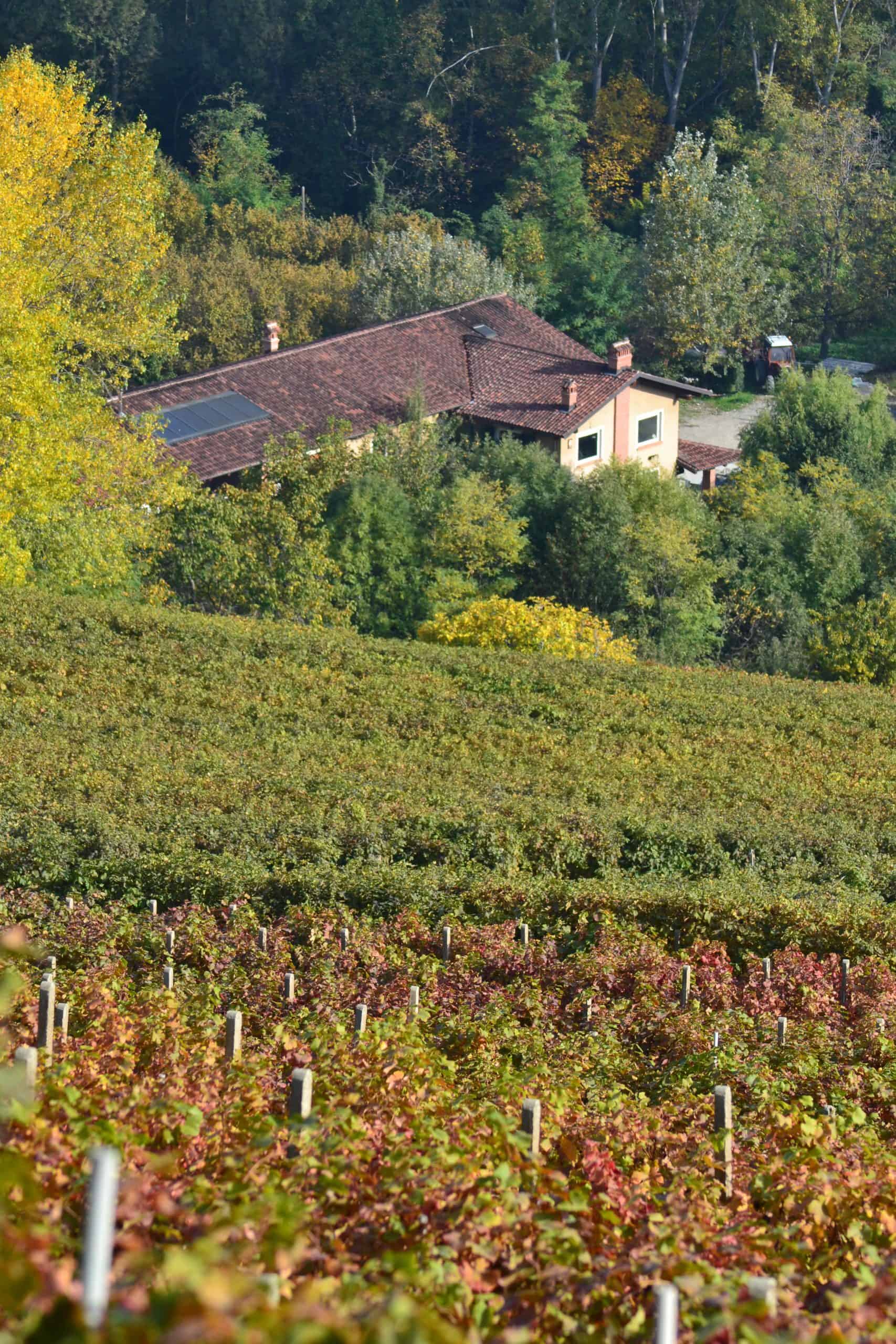 Cantina E Vigne 