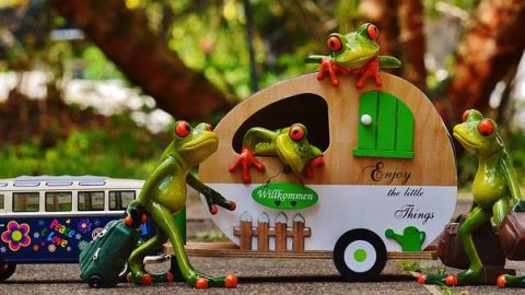 Frogs Traveling